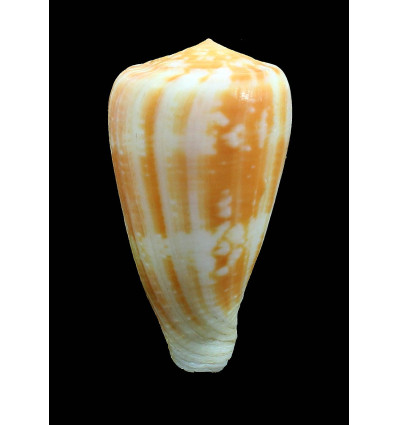 ermineus 78,0mm
