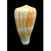 ermineus 78,0mm
