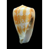 ermineus 78,0mm