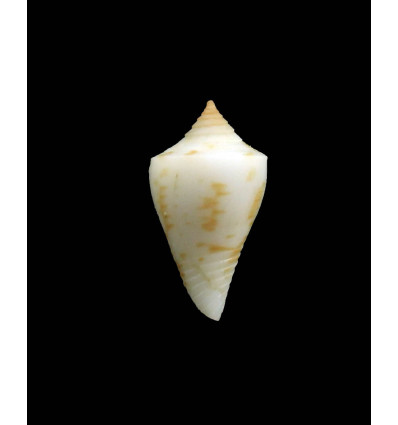 rosemaryae 21,0mm RARE