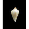 rosemaryae 21,0mm RARE