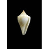 rosemaryae 21,0mm RARE