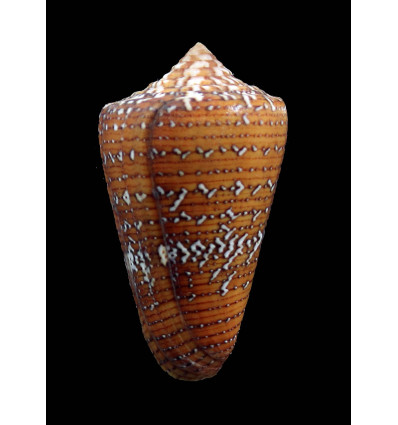 cedonulli 51,0mm