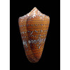 cedonulli 51,0mm