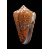 cedonulli 51,0mm