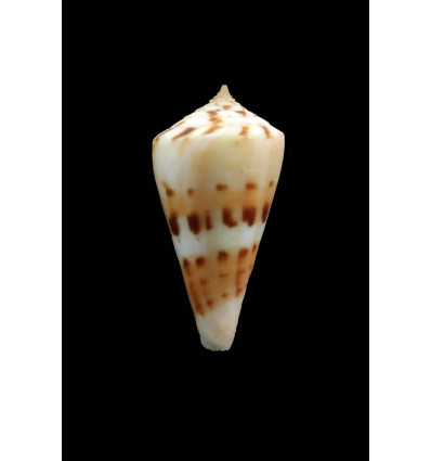 sorenseni 29,0mm RARITY