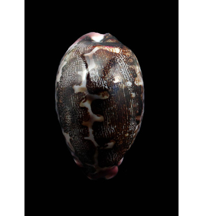 mappa rosea 57,0mm STUNNING