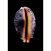 mappa rosea 57,0mm STUNNING