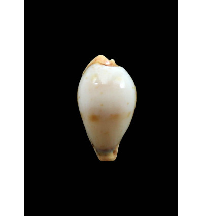 boucheti 21,2mm LIVE