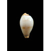 boucheti 21,2mm LIVE