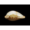 boucheti 21,2mm LIVE