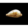 boucheti 21,2mm LIVE