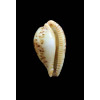 boucheti 21,2mm LIVE