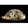 fultonii fultonii 60,0mm SUPERB