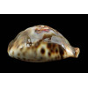 fultonii fultonii 60,0mm SUPERB