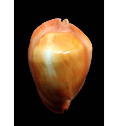 rosselli edingeri 45,4mm POR