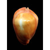 rosselli edingeri 45,4mm POR