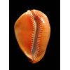 rosselli edingeri 45,4mm POR