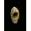 teres panamensis 32,1mm