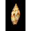 desetangsii  22,2mm