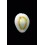 annulus sublitorea 13,1mm UNCOMMON