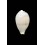 hungerfordi coucomi 30,2mm RARE