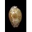mappa panerythra 73,3mm