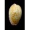 chinensis violacea  34,1mm
