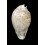 hesitata 99,1mm