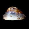 venusta episema 68,8mm