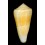 consors 85,1mm