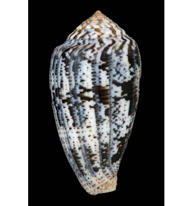 Pionoconus achatinus