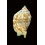 kleckhamae boholensis 56,5mm
