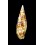 nubila 62,5mm SUPERB