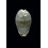 xanthodon 31,3mm