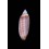 sinensis  36,3mm