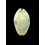 erosa chlorizans rostrate 38,5mm