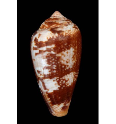 Varioconus aemulus