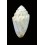 dorreensis 45,0mm BIG