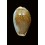 spurca 31,1mm BIG
