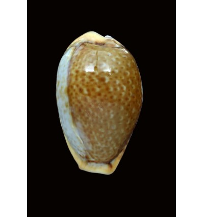 spurca 31,1mm BIG