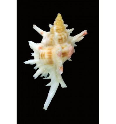 boucheti 35,8mm RARE