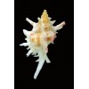 boucheti 35,8mm RARE