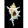 boucheti 35,8mm RARE