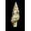 iostomus  35,3mm