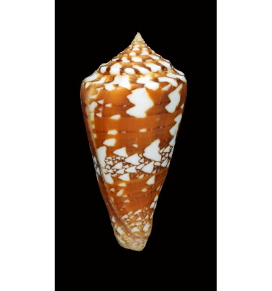 amadis castaneofasciatus 88,0mm