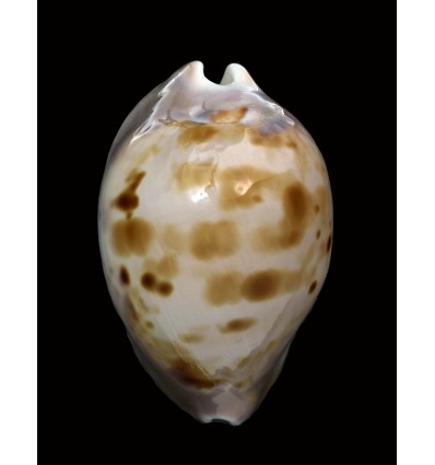 venusta roseopunctata 76,1mm