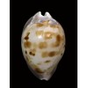 venusta roseopunctata 76,1mm