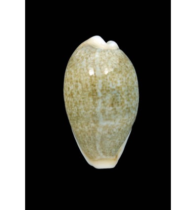 ovum palauensis 29,2mm