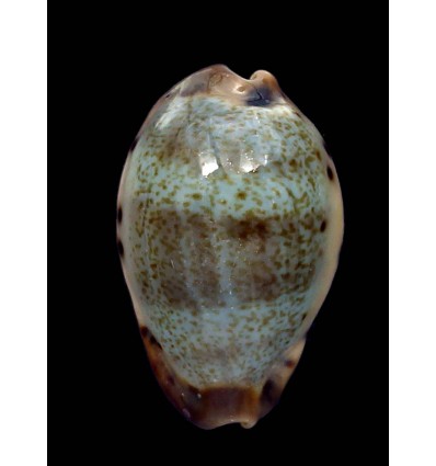 xanthodon 25,2mm